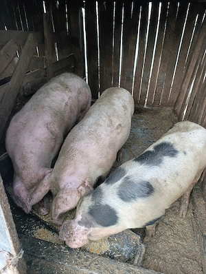 Porci pentru Crăciun 130 150kg