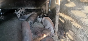 Vând porci crescuți bio cu ceriale  - imagine 2