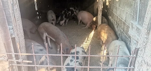 Vând porci crescuți bio cu ceriale 