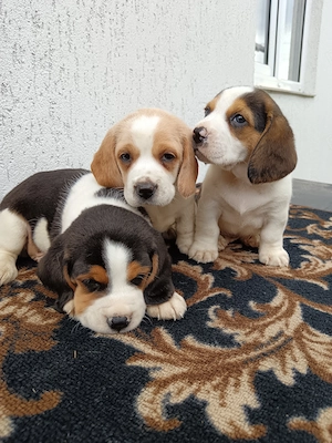 Puiuți beagle tricolor 