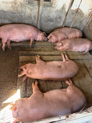 Porci pentru sacrificat 90-150 kg  - imagine 3