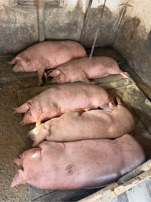 Porci pentru sacrificat 90-150 kg  - imagine 2