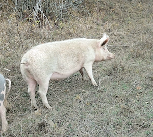 Porci pt sacrificare sau creștere  - imagine 3
