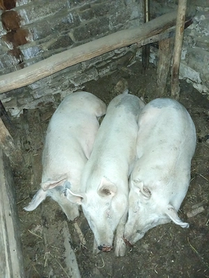 Porci pt sacrificare sau creștere  - imagine 2