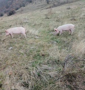 Porci pt sacrificare sau creștere  - imagine 4