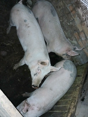 Porci pt sacrificare sau creștere  - imagine 5