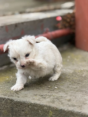 Bichon havanez 