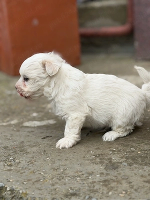 Bichon havanez  - imagine 2