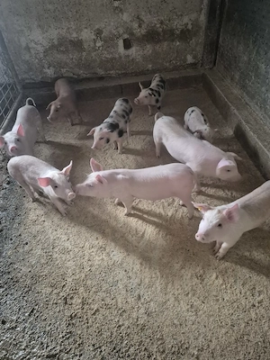 Purcei rasă marele alb  duroc
