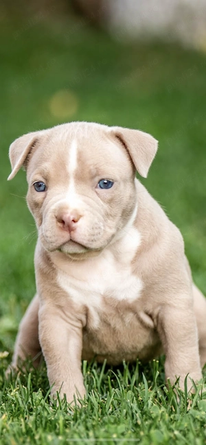 American bully pocket - imagine 2