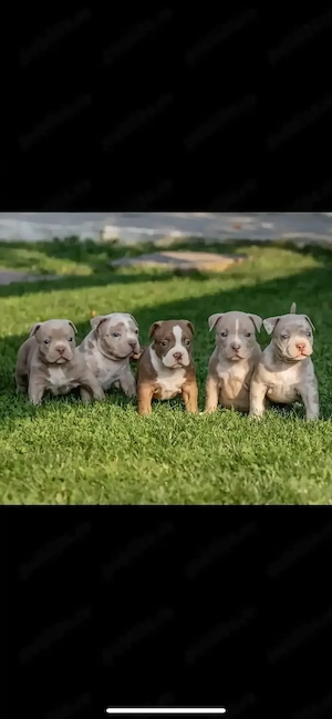 American bully pocket - imagine 4