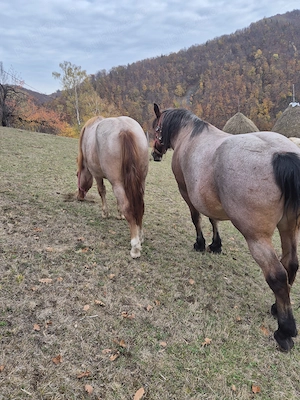 Vand manza 1 an si 2 luni - imagine 2
