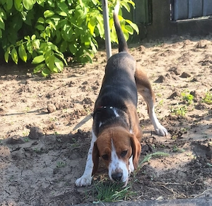 Super Oferta Beagle, baietel, la un pret modest - imagine 5