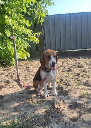 Super Oferta Beagle, baietel, la un pret modest - imagine 3