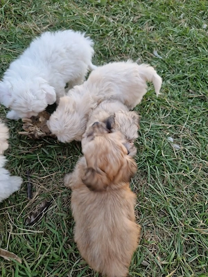 Bichon maltez deparazitați  - imagine 5