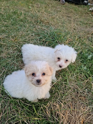 Bichon maltez deparazitați  - imagine 7