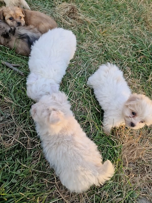 Bichon maltez deparazitați  - imagine 8