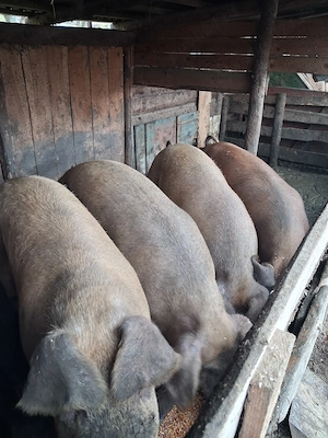 Porci de vanzare - imagine 3
