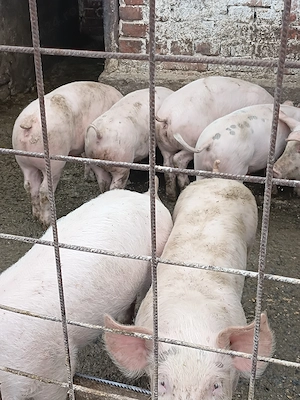 Purceii de vânzare la 8 săptămâni 