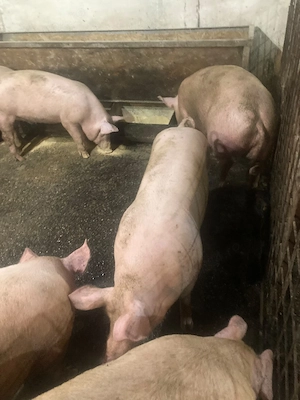 Vand porci
