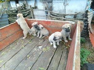 Căței Kangal Disponibile 