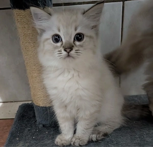 Ragdoll puiut  - imagine 2