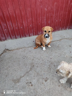 Donez catel metis shar pei