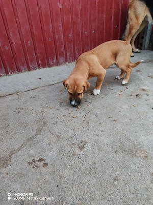 Donez catel metis shar pei - imagine 2