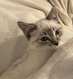 Ragdoll lynx point - imagine 3
