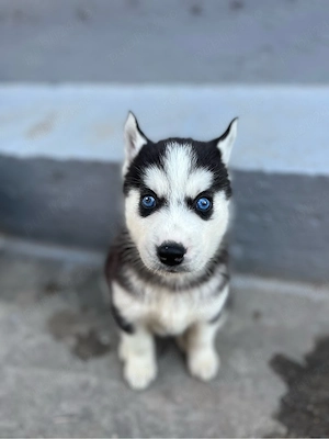Cățeluși Husky Siberieni - imagine 3