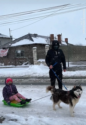 Cățeluși Husky Siberieni - imagine 5