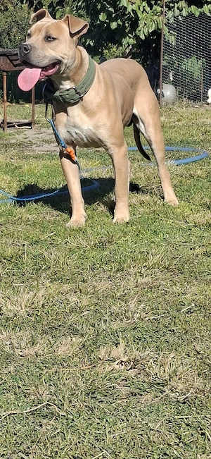 amstaff disponibil
