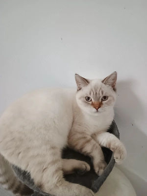 Scottish Fold Colorpoint București 