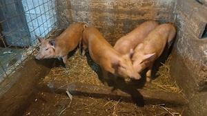 Vand purcele  la 60 kg plus minuspetru reproducere sau taiat