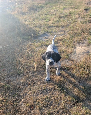 Catei pointer