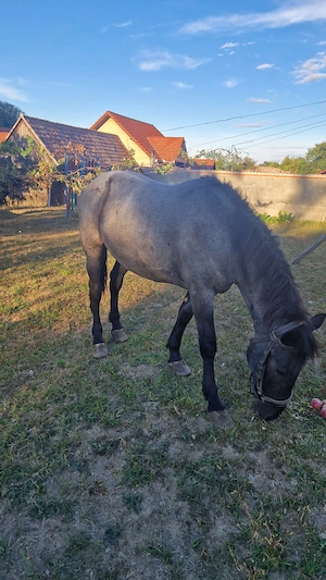 Vand armasar in varsta de 2 ani jumătate  - imagine 3