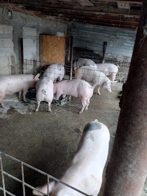 Vind porci pt Craciun - imagine 3