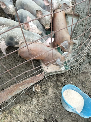 Purcei rasa carne
