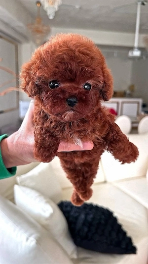Pudel Poodle mini toy red - imagine 2