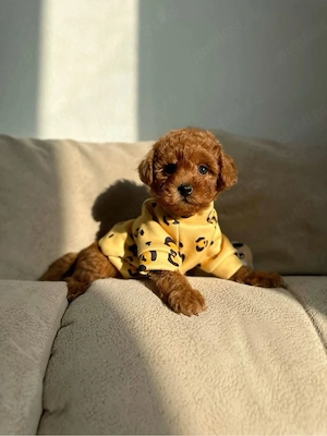 Poodle Pudel mini toy roșcat  - imagine 2