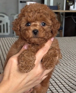 Poodle Pudel mini toy roșcat  - imagine 4