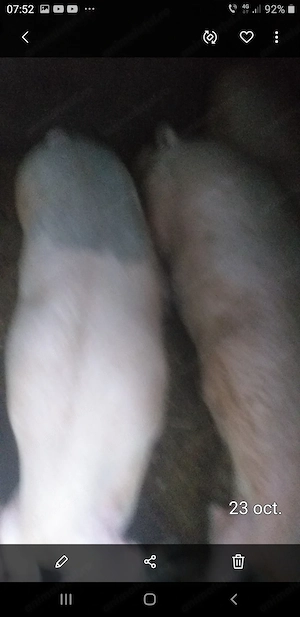 Vând porci pentru tăiat 