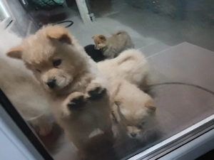 Chow Chow de vânzare  - imagine 2