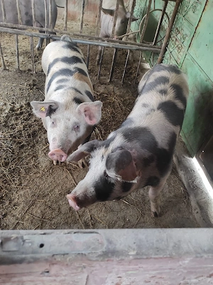 porci de vânzare