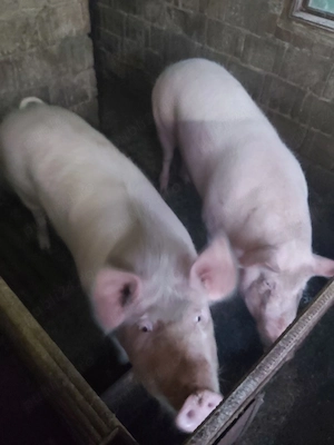 Porci de vanzare - imagine 2