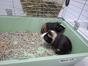 Porcusori de guinea puiuti
