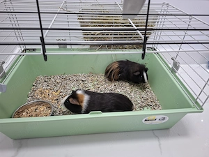Porcusori de guinea puiuti - imagine 3