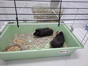 Porcusori de guinea puiuti - imagine 2