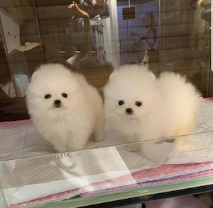 pomeranian boo superbi
