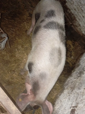 Porc craciun - imagine 2